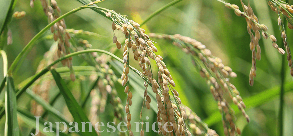 安心の国産米・玄米を使用しています